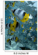 Over Reef And Near Surface Wall Mural