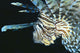 Fiji, Lionfish Side View, Head Detail Wall Mural