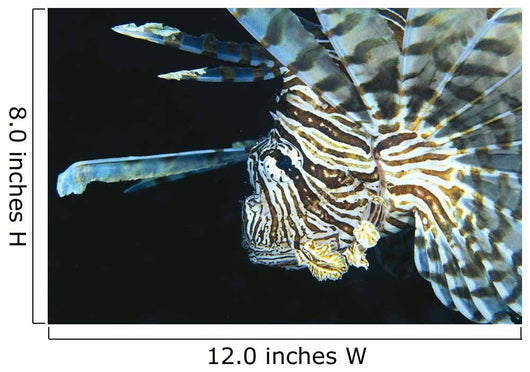 Fiji, Lionfish Side View, Head Detail Wall Mural