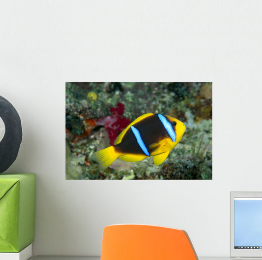 Fiji, Orange-Fin Anemonefish Close-Up Side View Wall Mural