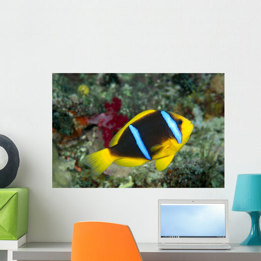 Fiji, Orange-Fin Anemonefish Close-Up Side View Wall Mural