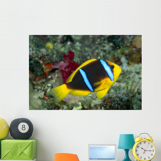 Fiji, Orange-Fin Anemonefish Close-Up Side View Wall Mural