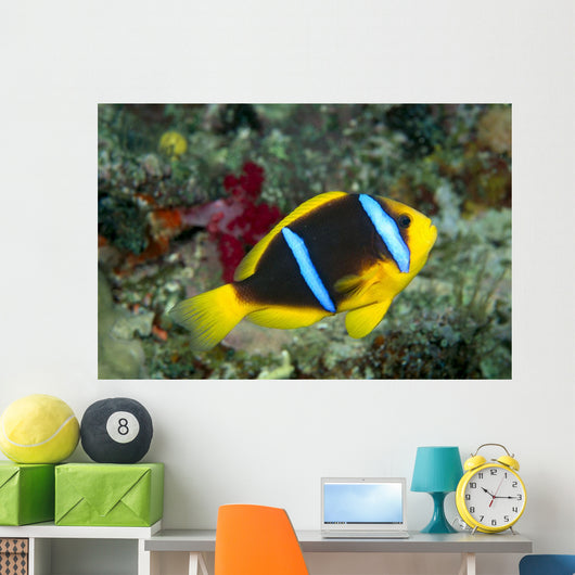 Fiji, Orange-Fin Anemonefish Close-Up Side View Wall Mural