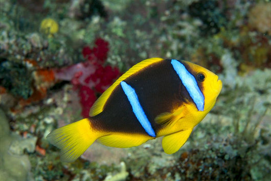 Fiji, Orange-Fin Anemonefish Close-Up Side View Wall Mural