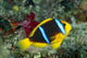 Fiji, Orange-Fin Anemonefish Close-Up Side View Wall Mural