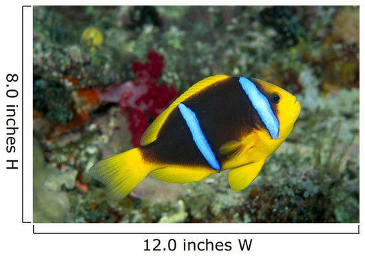 Fiji, Orange-Fin Anemonefish Close-Up Side View Wall Mural