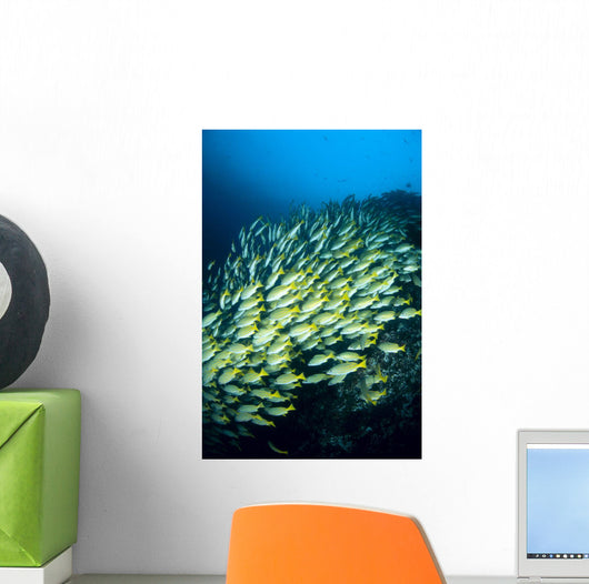 Mexico, Schooling Blue And Gold Snapper Wall Mural