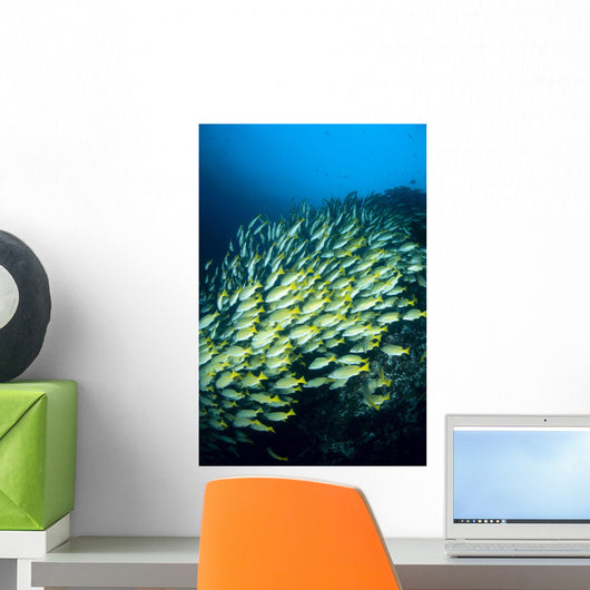 Mexico, Schooling Blue And Gold Snapper Wall Mural
