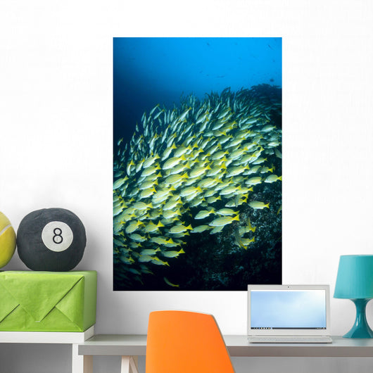 Mexico, Schooling Blue And Gold Snapper Wall Mural