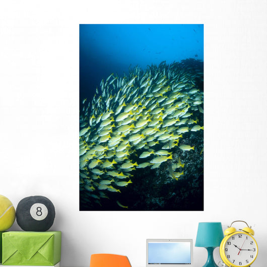 Mexico, Schooling Blue And Gold Snapper Wall Mural