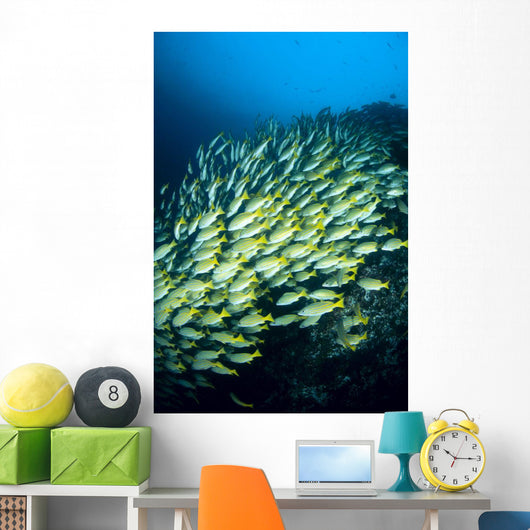 Mexico, Schooling Blue And Gold Snapper Wall Mural