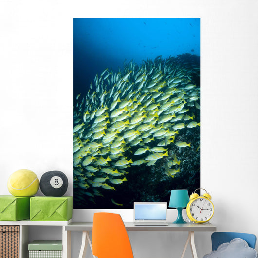 Mexico, Schooling Blue And Gold Snapper Wall Mural