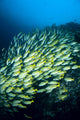 Mexico, Schooling Blue And Gold Snapper Wall Mural