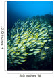 Mexico, Schooling Blue And Gold Snapper Wall Mural