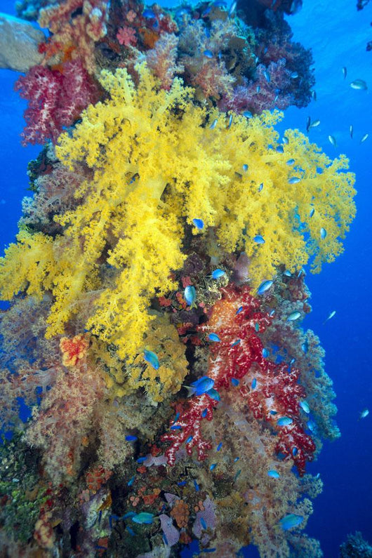 Close-Up Of Yellow And Red Alcyonarian Coral On Life Boat Davit Wall Mural