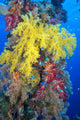 Close-Up Of Yellow And Red Alcyonarian Coral On Life Boat Davit Wall Mural