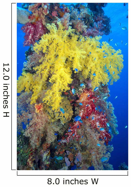 Close-Up Of Yellow And Red Alcyonarian Coral On Life Boat Davit Wall Mural