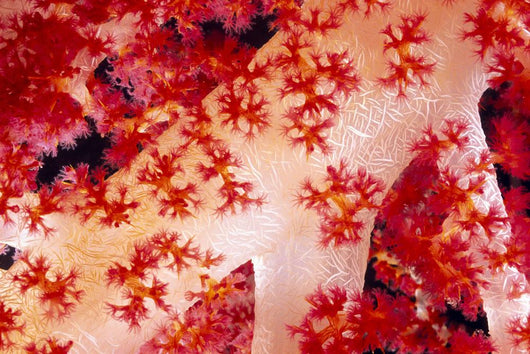 Close-Up Of Alcyonarian Coral With Supporting Bundles Of Sclerites Wall Mural