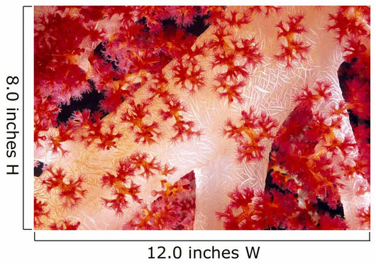 Close-Up Of Alcyonarian Coral With Supporting Bundles Of Sclerites Wall Mural