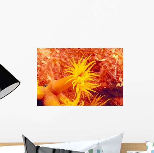 Detailed View Of Orange Tube Coral Wall Mural