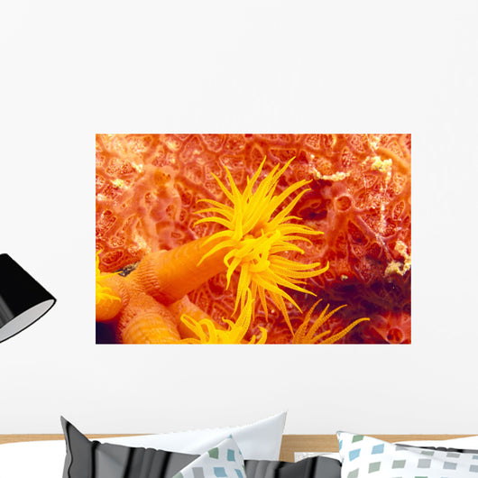 Detailed View Of Orange Tube Coral Wall Mural