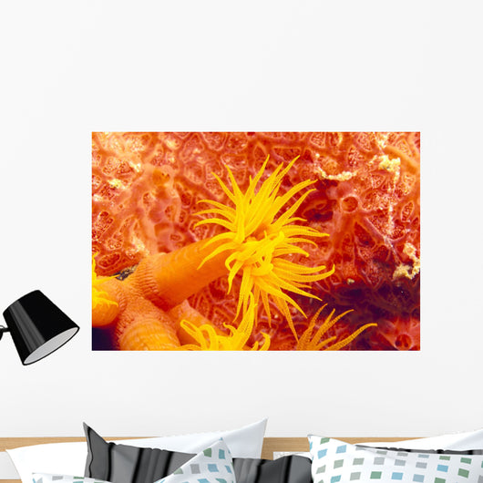 Detailed View Of Orange Tube Coral Wall Mural