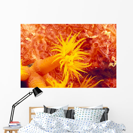 Detailed View Of Orange Tube Coral Wall Mural