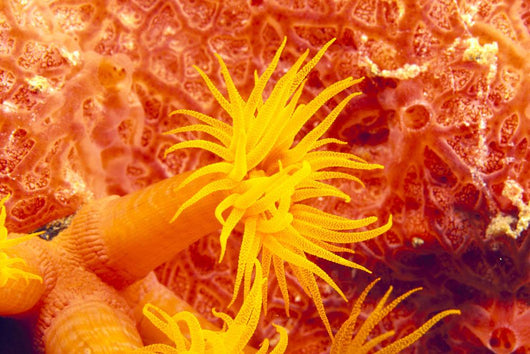 Detailed View Of Orange Tube Coral Wall Mural