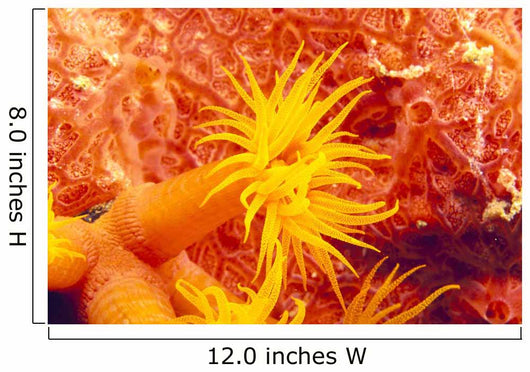Detailed View Of Orange Tube Coral Wall Mural