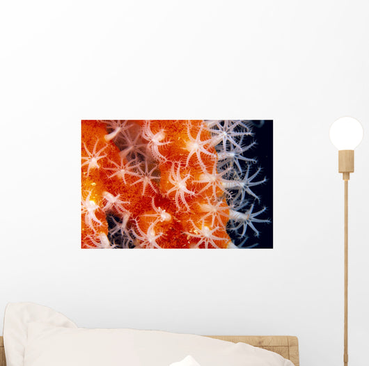Orange And White Wall Mural