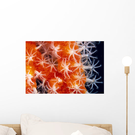 Orange And White Wall Mural