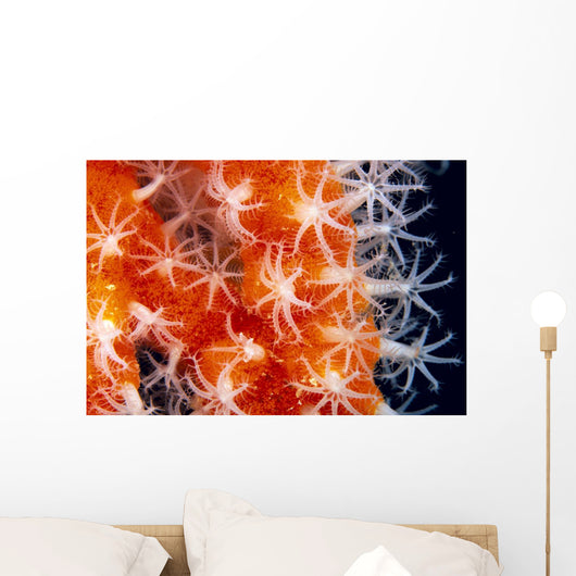 Orange And White Wall Mural