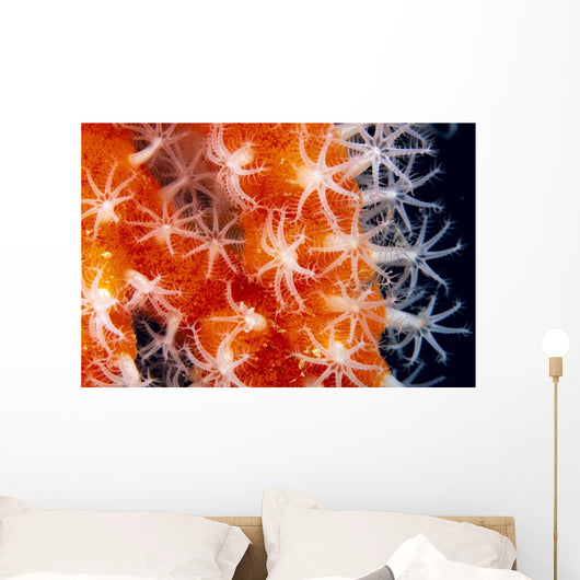 Orange And White Wall Mural