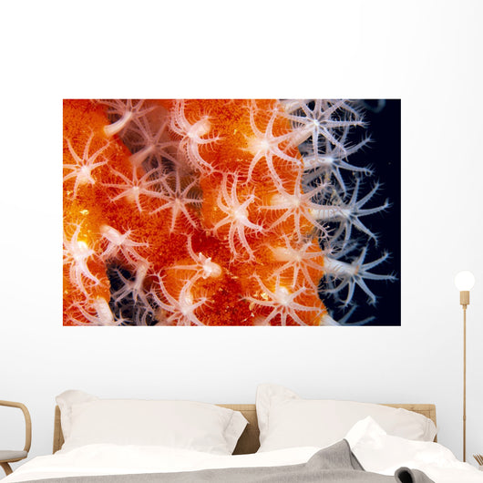 Orange And White Wall Mural