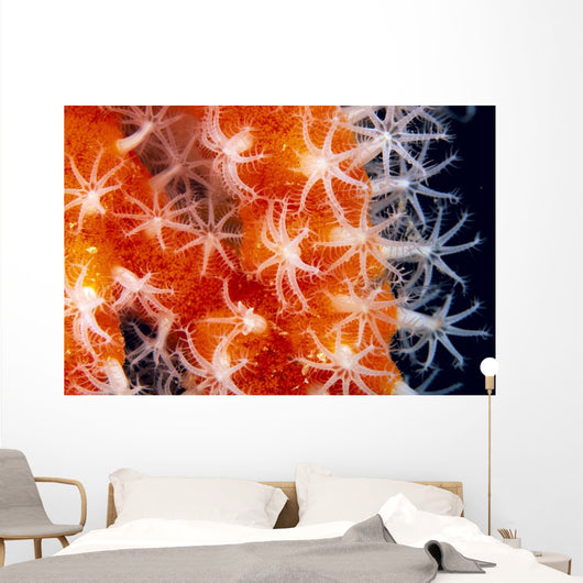 Orange And White Wall Mural