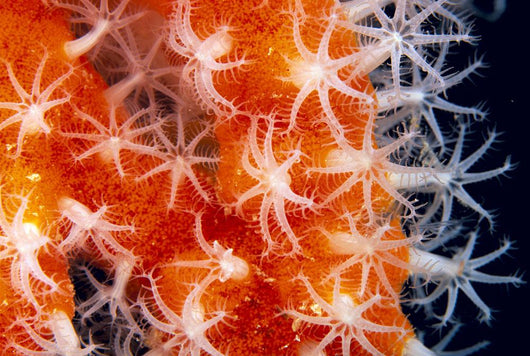 Orange And White Wall Mural