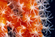 Orange And White Wall Mural
