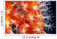 Orange And White Wall Mural