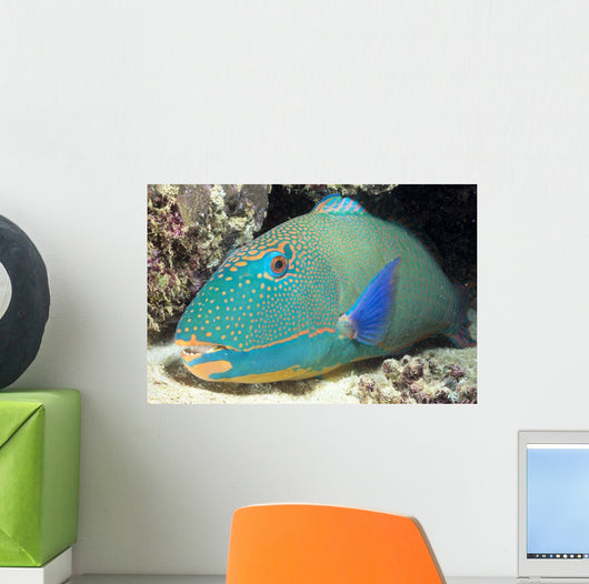 Close-Up Of Bicolor Parrotfish In Crevice On Ocean Floor Wall Mural