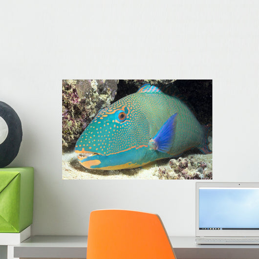 Close-Up Of Bicolor Parrotfish In Crevice On Ocean Floor Wall Mural