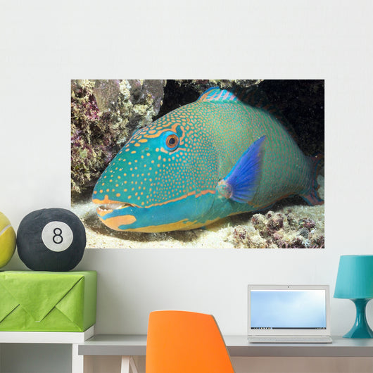 Close-Up Of Bicolor Parrotfish In Crevice On Ocean Floor Wall Mural