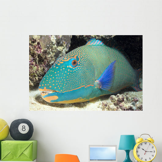 Close-Up Of Bicolor Parrotfish In Crevice On Ocean Floor Wall Mural