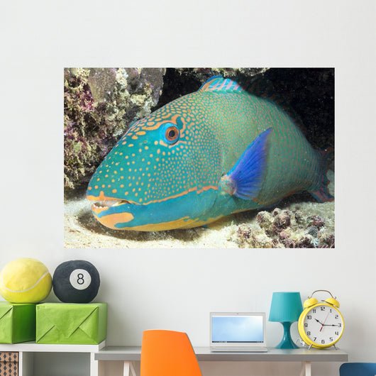 Close-Up Of Bicolor Parrotfish In Crevice On Ocean Floor Wall Mural