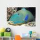 Close-Up Of Bicolor Parrotfish In Crevice On Ocean Floor Wall Mural