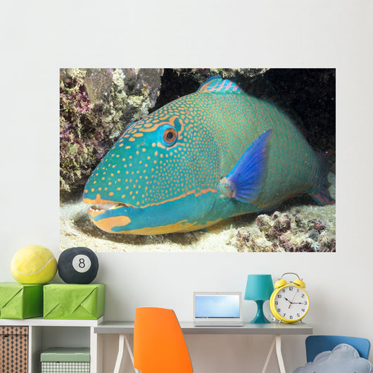 Close-Up Of Bicolor Parrotfish In Crevice On Ocean Floor Wall Mural