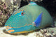 Close-Up Of Bicolor Parrotfish In Crevice On Ocean Floor Wall Mural