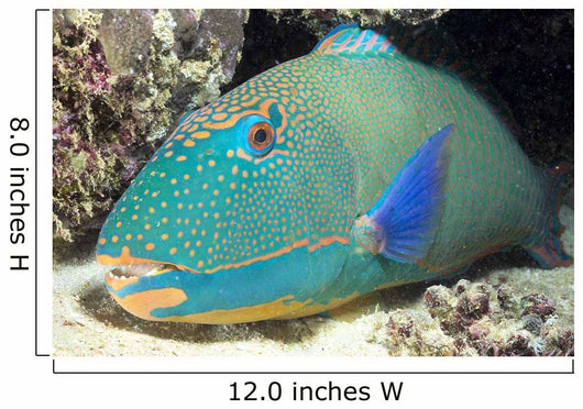 Close-Up Of Bicolor Parrotfish In Crevice On Ocean Floor Wall Mural