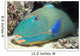 Close-Up Of Bicolor Parrotfish In Crevice On Ocean Floor Wall Mural