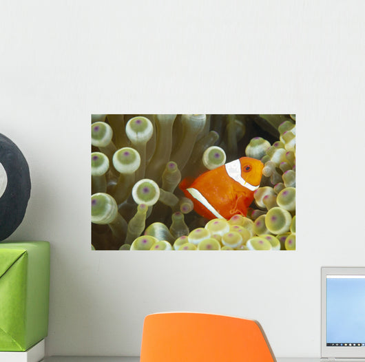 Side View Of A Spinecheek Clownfish, White Striped Wall Mural
