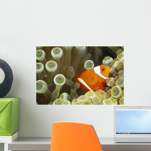 Side View Of A Spinecheek Clownfish, White Striped Wall Mural